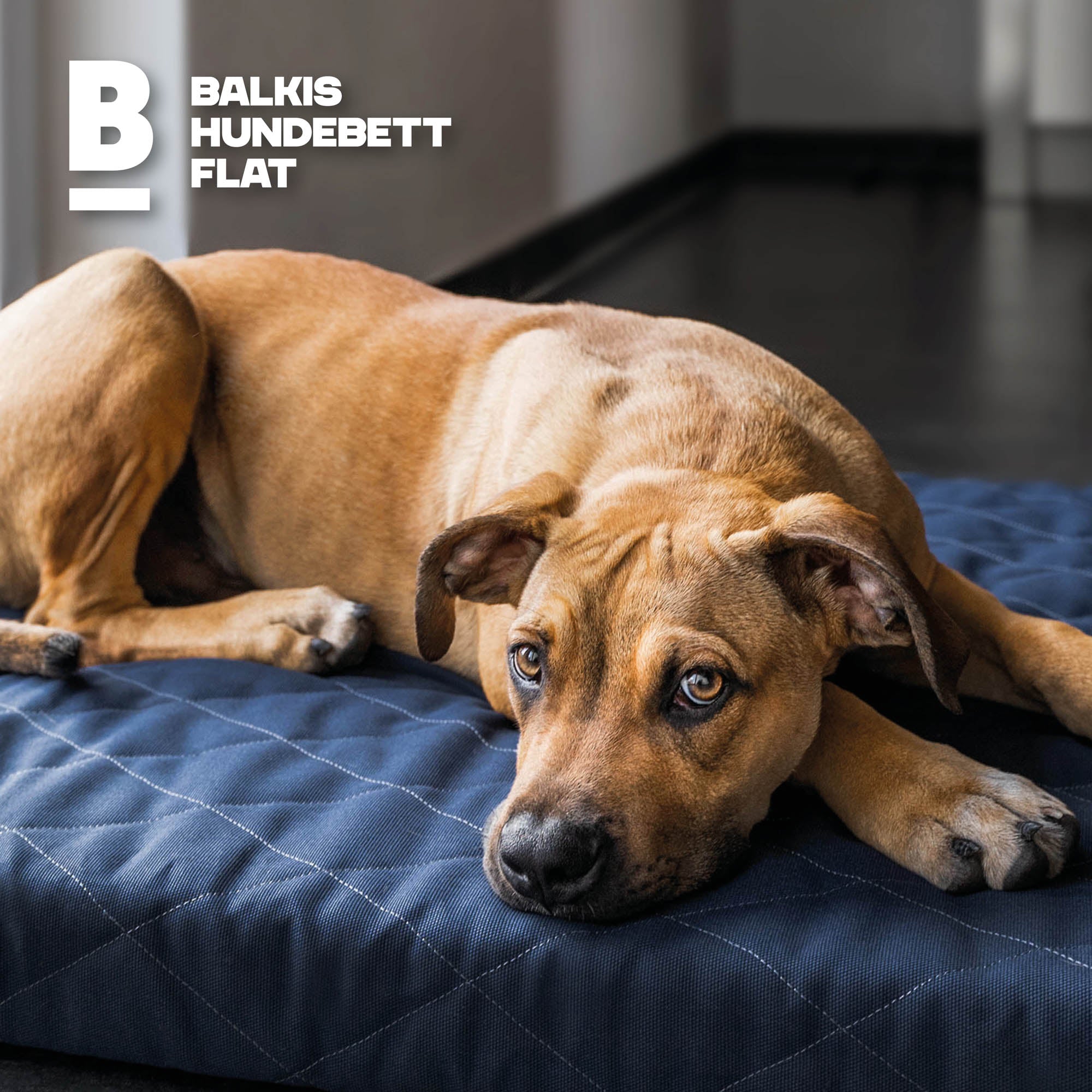 Hundebett FLAT, Atlantik
