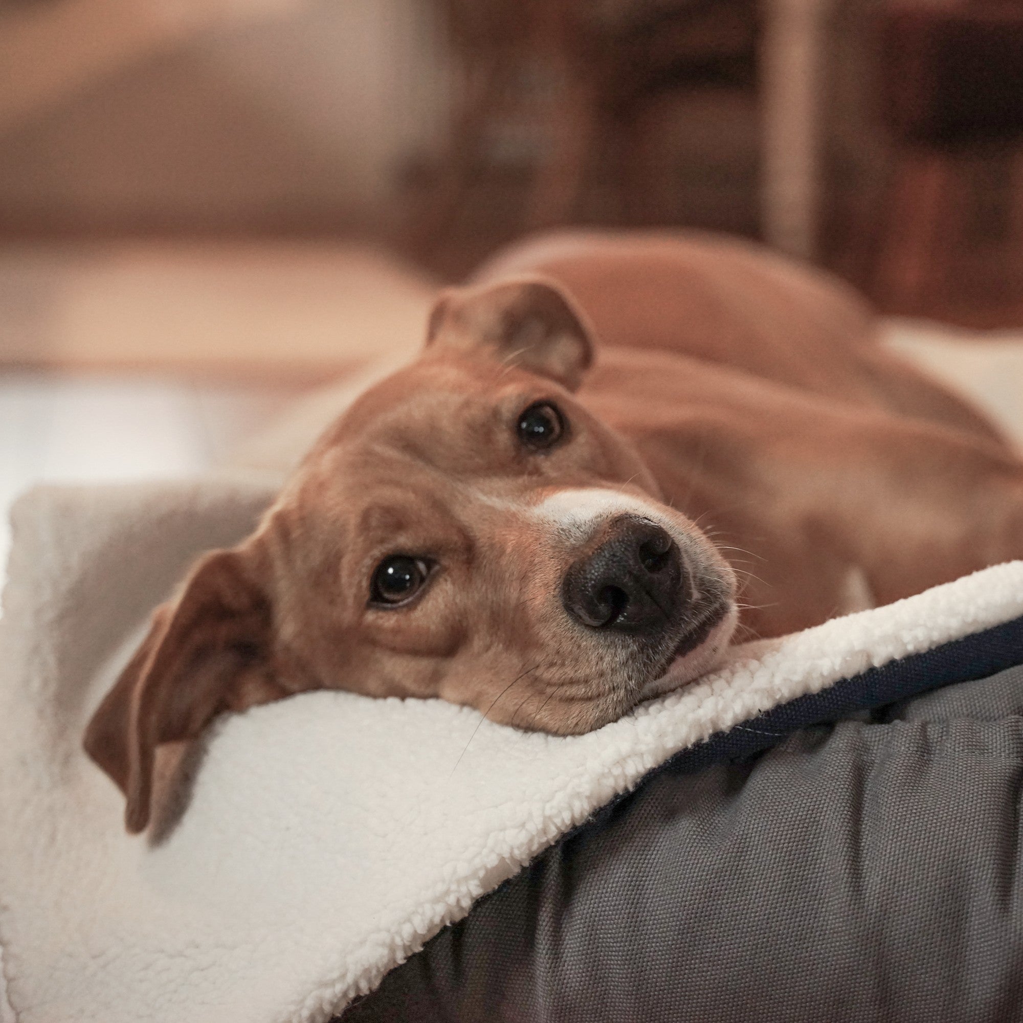Hundedecke KOMBERS